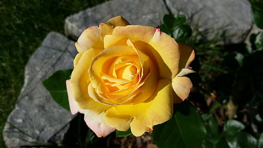 Rosa, pedra, flor, groc, flor, l'estiu, close-up
