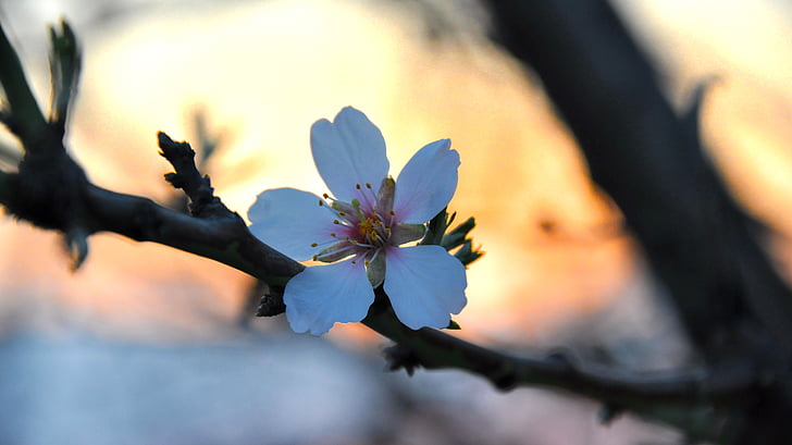 primavera, almendros en flor, macro