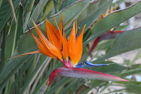 pták na větvičce, tropická květina, exotické květiny