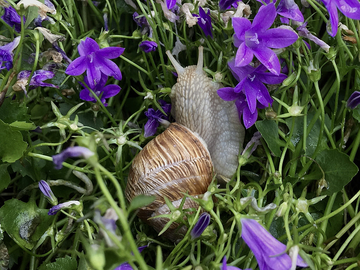 snail, flowers, nature