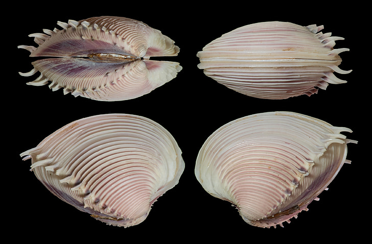 shell, Seashell, Clam, elegante venus, weekdier, stekels, Oceaan