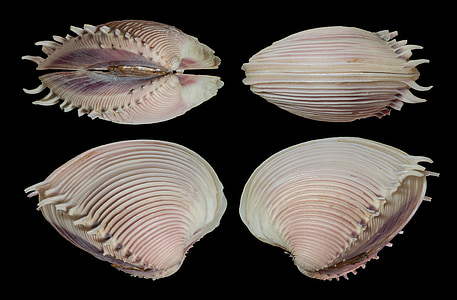 shell, seashell, clam, elegant venus, mollusk, spines, ocean