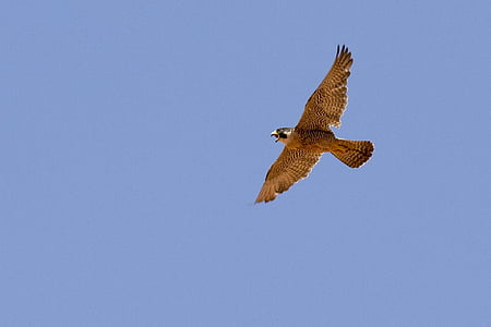 peregrine falcon, falcon, flying, bird, wild, animal, predator