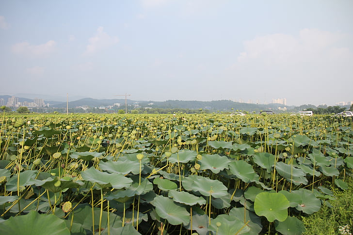 lotus field, lotus fruit, lotus, field, plant, aquatic