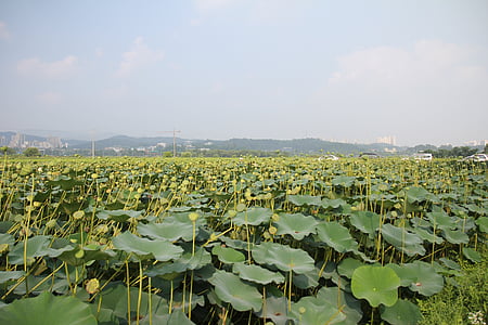 camp de Lotus, fruit del Lotus, Lotus, camp, planta, aquàtiques