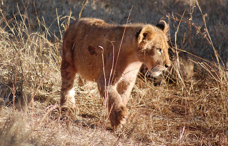 Leeuw, Leeuw cub, dier, baby, jonge, dieren in het wild, Safari