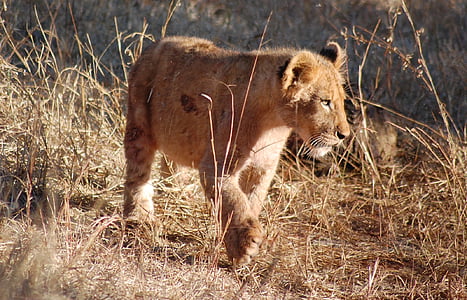 løve, liten, dyr, Baby, unge, dyreliv, Safari