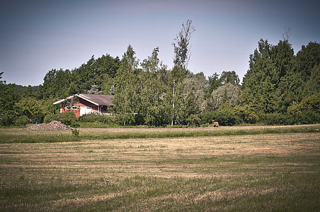 Finsko, krajina, Les, Příroda, stromy, pole, venku