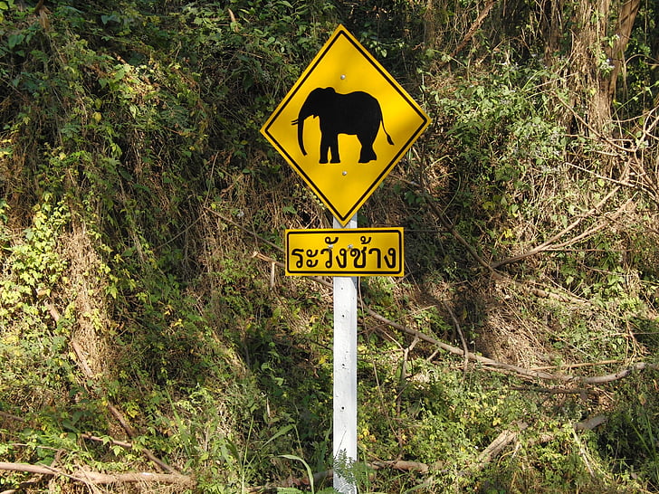 elefánt, KRESZ, warnschild, figyelmet elefánt, útjelzési, pajzs, sziluettjét