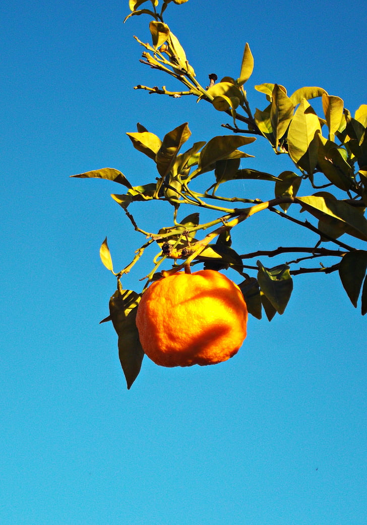 oranssi, Citrus, puu, hedelmät, terve, Luonto, Välimeren