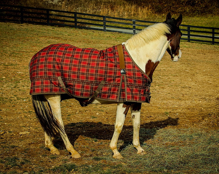 quarter horses, cheval, couverture de cheval, feuille de cheval, équins, pâturage, paddock