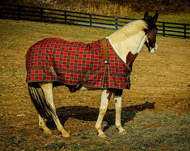 paard van het kwart, paard, Horse deken, paard blad, paarden, grasland, paddock