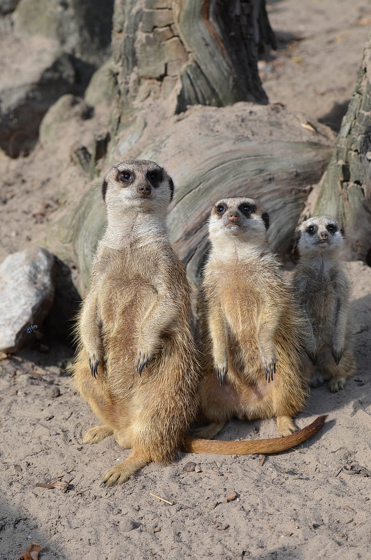 Meerkat, Zoo di, dolce, carina, animali