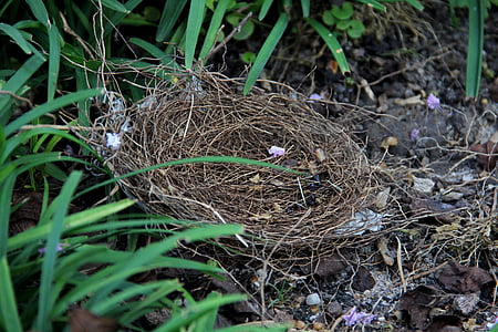 nest, vogel, leeg, stokken, natuur, kleine, kwetsbare