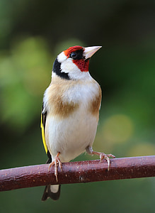 Goldfinch, dainos paukštis, paukštis, sodo paukštis, spalvinga