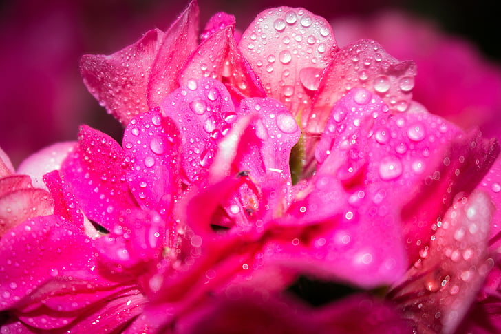 flower, pink, water, nature, spring, garden, natural