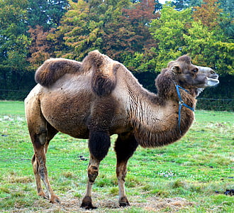 unta, camelus dromedarius, kapalan ohler, paarhufer, ternak ruminansia, gurun, binatang beban