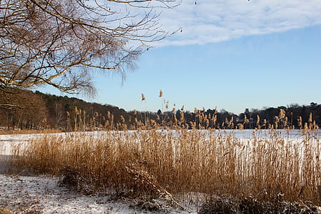 talvel, Lake, Pank, külm, vee, puud, loodus