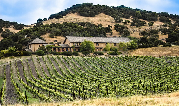 vingård, Kalifornien, jordbruk, Napa valley, Winery, landskap, druva