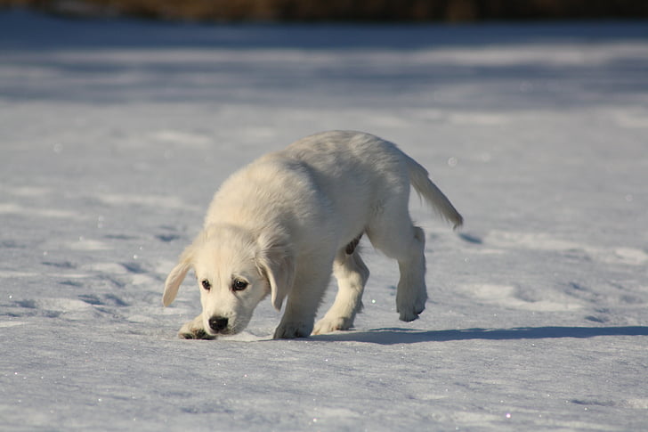 golden retriever, puppy, dog, sniffing, young, snow, polar bear
