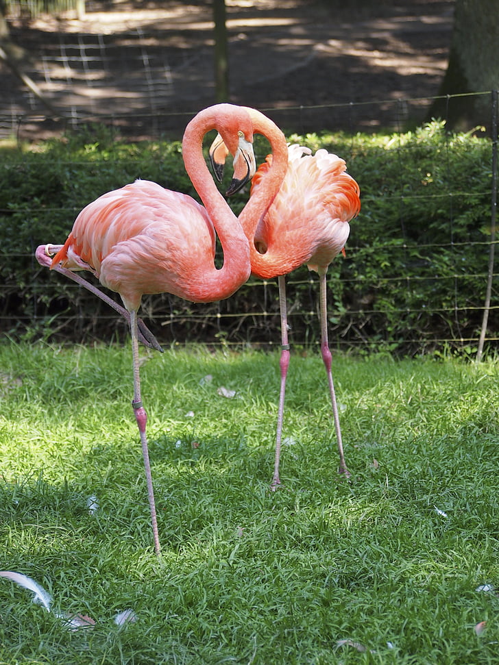 flamingo, bird, pink