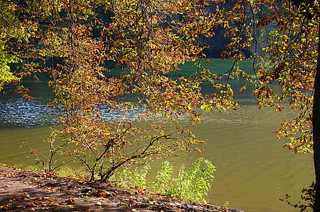 秋天, 湖, 树, 叶子, 自然, 阳光明媚, 分支机构