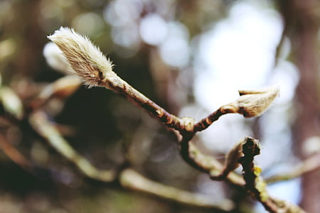 pussy willow, tree, nature, plant, branch, close, branches