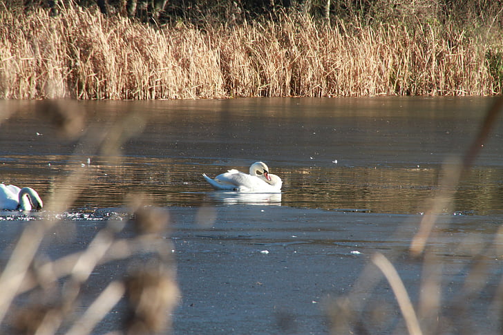 pond, swan, lake, nature, bird, swans, white swan