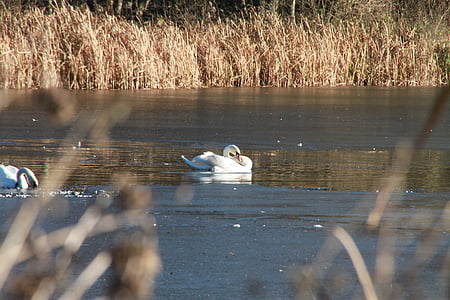 pond, swan, lake, nature, bird, swans, white swan