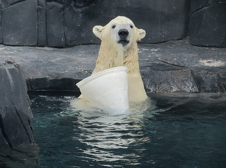 หมีขั้วโลก, แนวตั้ง, สัตว์ป่า, กำลัง, ว่ายน้ำ, เล่น, ถัง