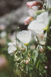 Blanco, pétalos de, flores, verde, naturaleza, plantas, jardín
