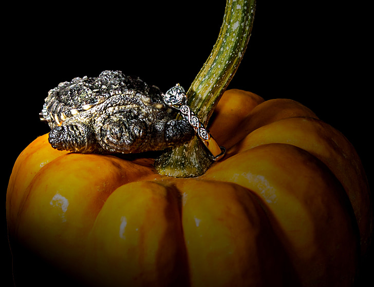 kura-kura, labu, cincin, Halloween, warna, hewan, fokus
