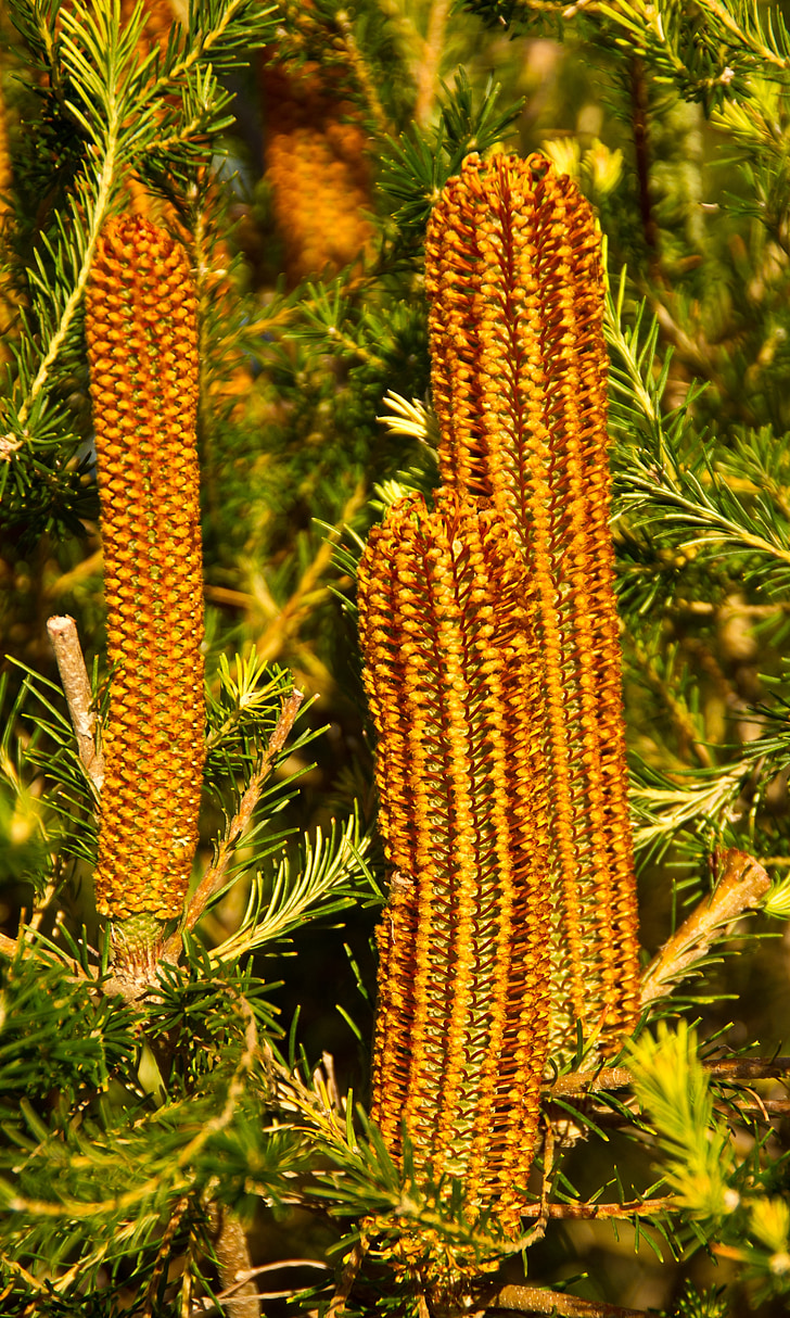 Banksia, fleurs, Australie, Native, orange, nectar