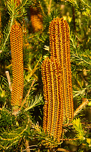 banksia, flowers, australia, native, orange, nectar