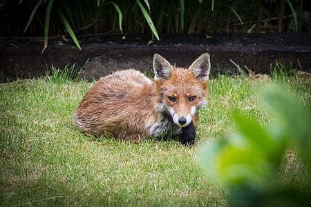 Fox, ogród, Anglia, Latem, zwierząt, Natura, trawa
