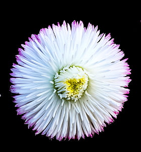 aster, white, flower, nature, close-up, petal, plant
