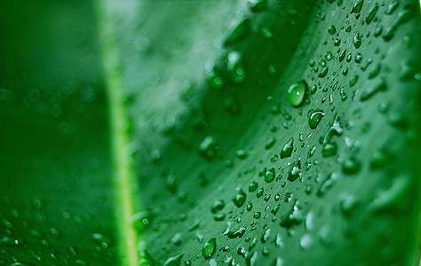 dew, leaf, palma, green leaf, droplets, drops, rain
