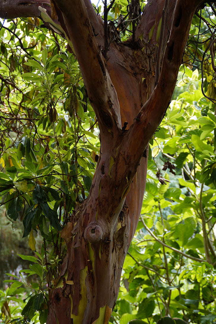 Arbutus canariensis, drevo, Kanarski otoki, endemične, Tenerife, Strawberry drevo, lubje