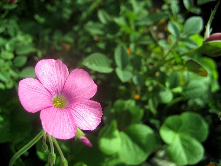 vaaleanpunaisia Kurjenpolvi, kurjenpolvet, Geranium, Geraniaceae, vaaleanpunainen puhallin, kukka, huonekasvi