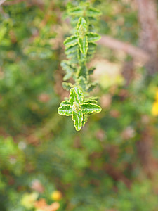 βότανο του Αγίου Ιωάννη, μηχανή, ατομικά, μακρόστενο, Ράνκε, φύλλα, ακανόνιστα