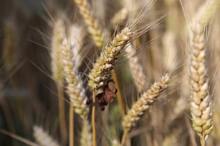 graudaugi, mieži, miežu lauks, kukurūzas laukā, graudaugu, pārtika, auss