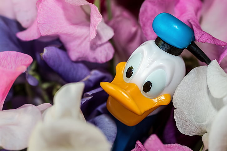 Donald duck, Disney-Figur, Duftende Platterbse, Blumen, Cartoon-Figur, PEZ-Spender, Lächeln