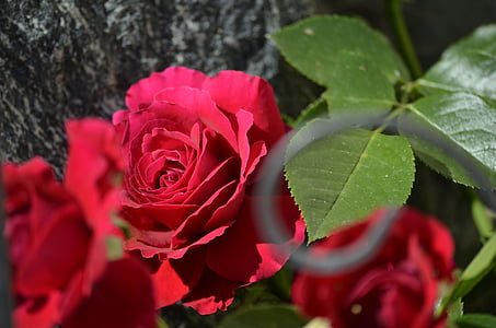 red roses, roses, flowers, nature, rose - Flower, flower, red