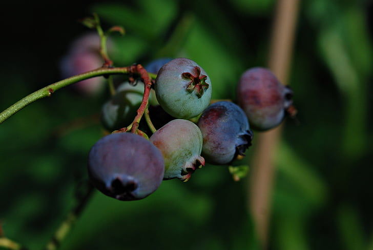 garden, fruit, bilberry american, jagoda