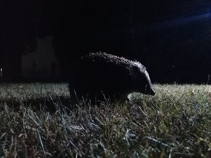 hedgehog, nocturnal, night, animal, nature, animal world, wildlife photography