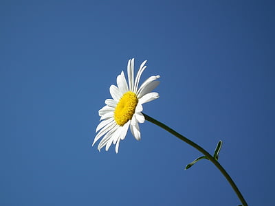 wit, bloemen, zomer, bloem, Bloom, Wit, zomer, Daisy