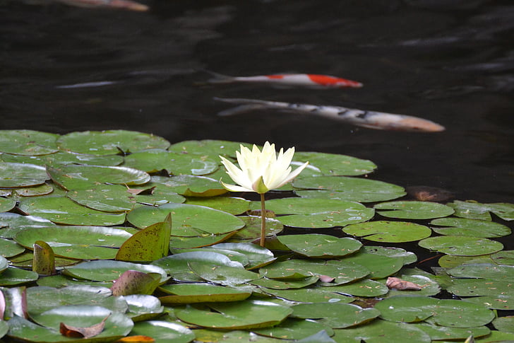 dīķis, ūdens augu, nuphar lutea, dīķis augu, ūdens lily, daba, Lotus ūdens lily