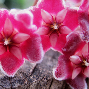 waxplant, Hoya, màu hồng, florets, mượt mà, sáp