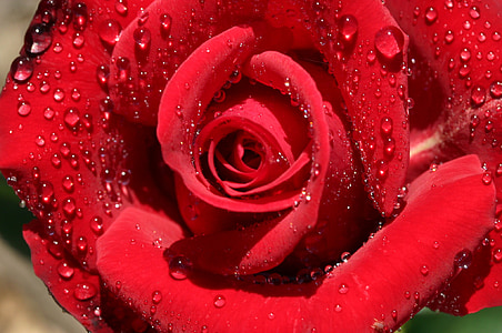 rose, macro, roses, petal, red, rose petals, nature