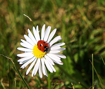 bunga, Daisy, putih, menunjuk bunga, pertanda musim semi, Flora, alam